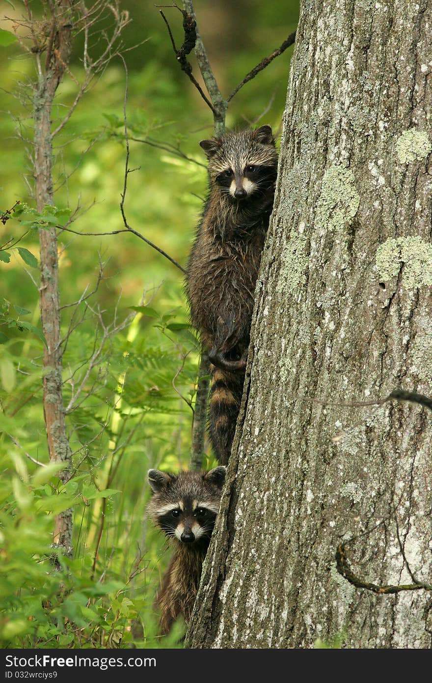 Young Raccoons In A Tree