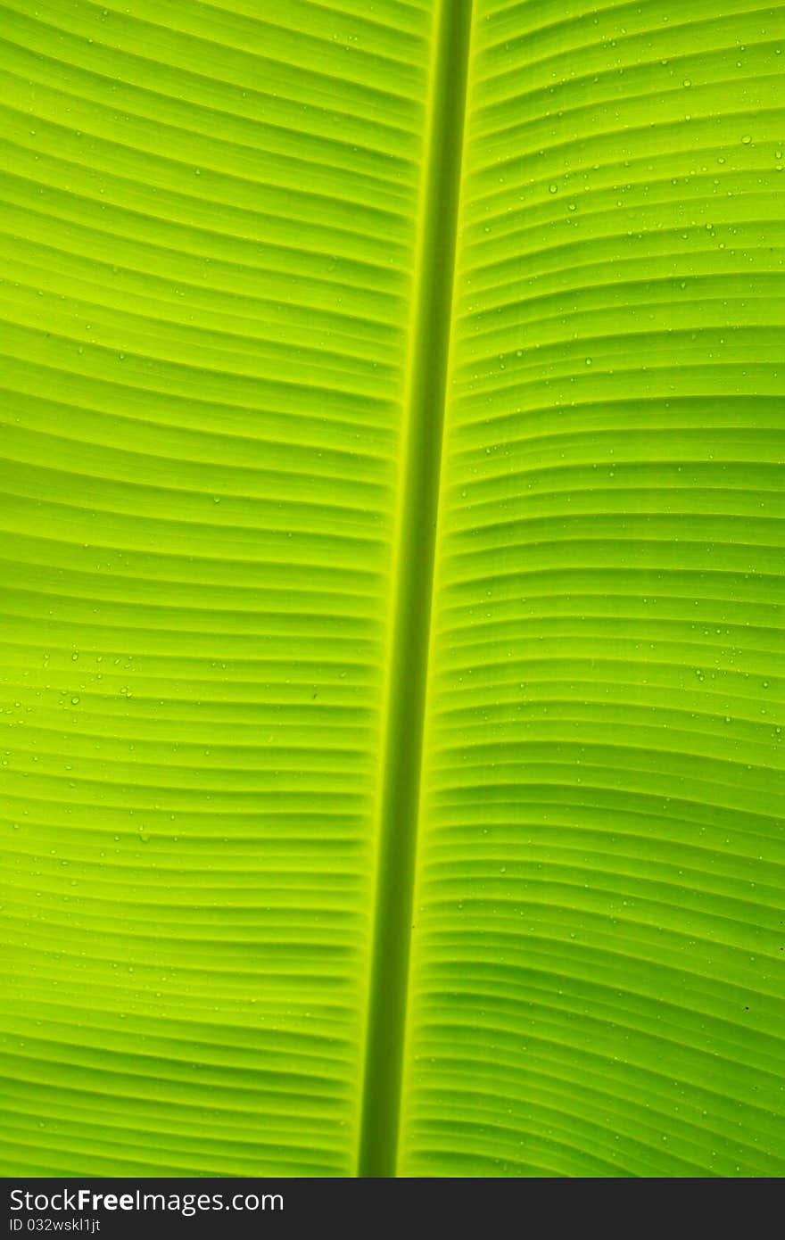 Texture colorful of Banana leaf