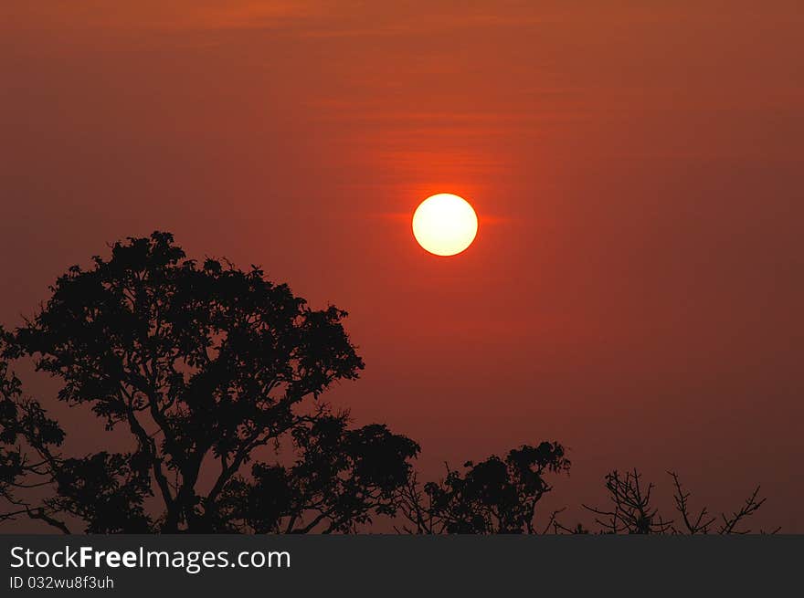 Sunset In Woods