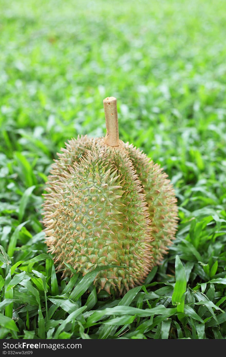 Durian