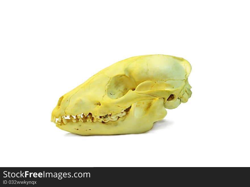 Skull of a racoon dog isolated on white background