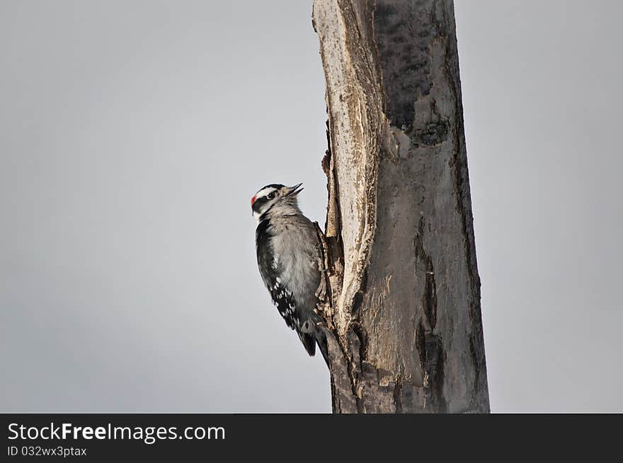 Downy Woodpecker on a Tree