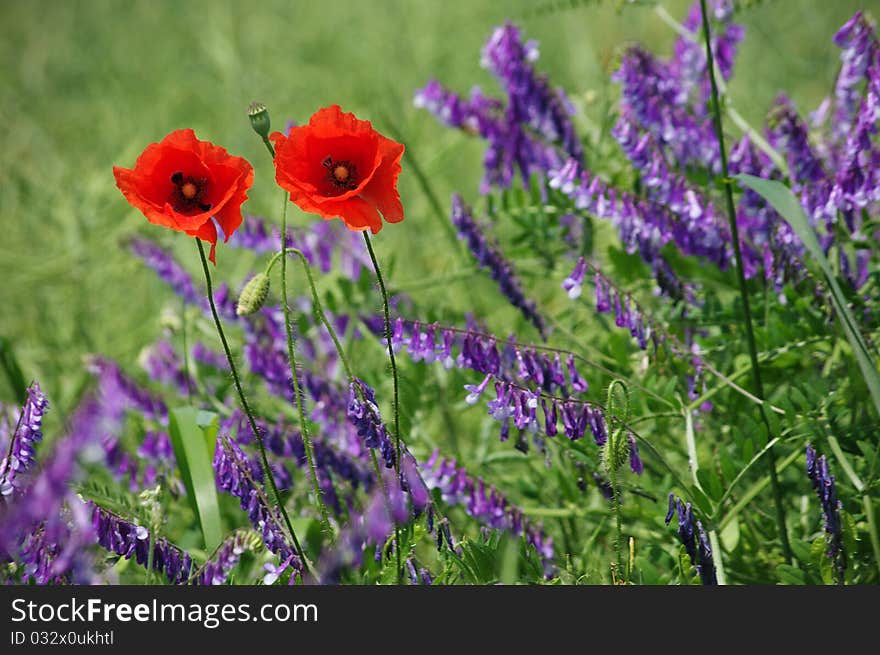 The poppy flowers on blurred background