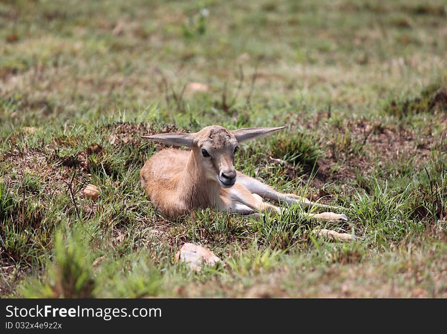 A Young Springbok resting in the field