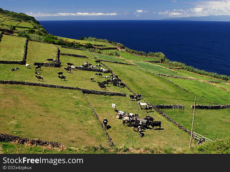 The pasture on cliff with cows and horses