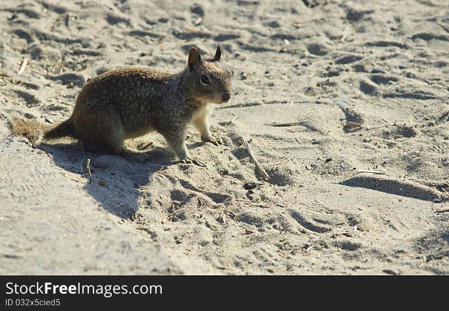 California Ground Squirrel