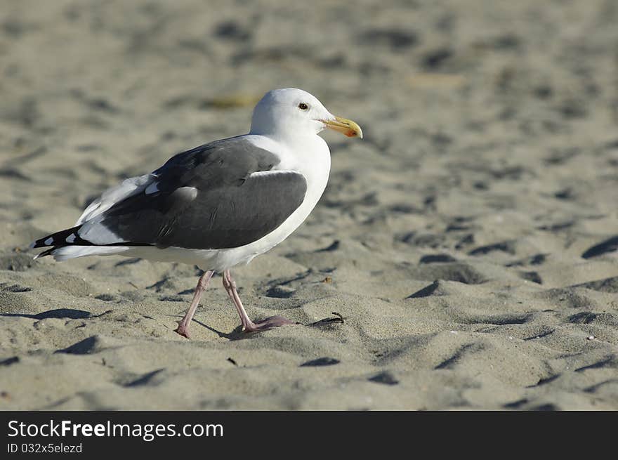 The Western Gull walking (Larus occidentals). The Western Gull walking (Larus occidentals)