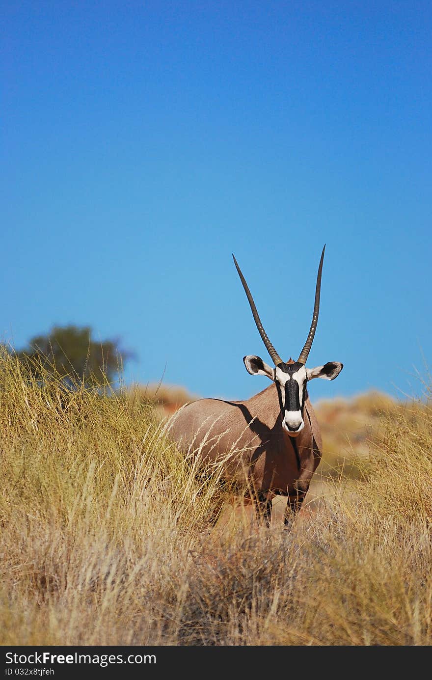 Gemsbok (Oryx gazella) in the Namib desert (Namibia).