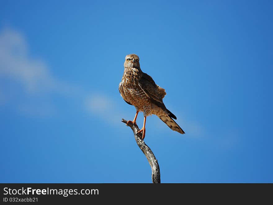 Young Pale Chanting Goshawk (Melierax canorus)