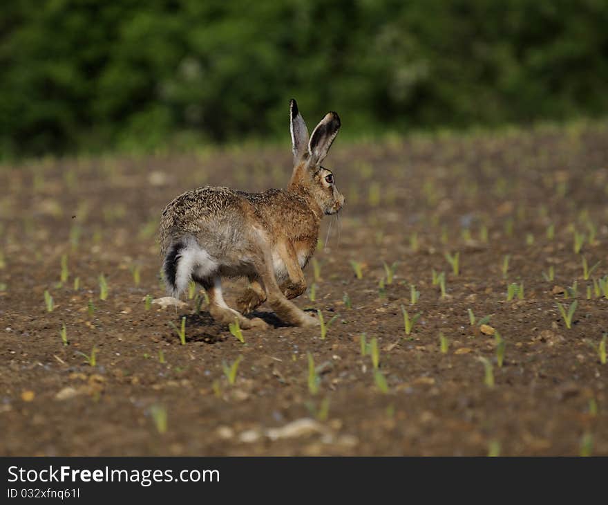 This hare i can shoot on a beautiful sunday morning with blue sky and very nice temperature. This hare i can shoot on a beautiful sunday morning with blue sky and very nice temperature.