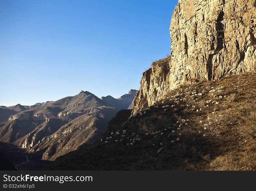 Sheep in the mountains,beijing's suburbs, china.