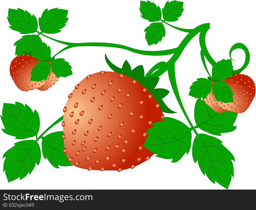 Strawberry berry red green leaves curled