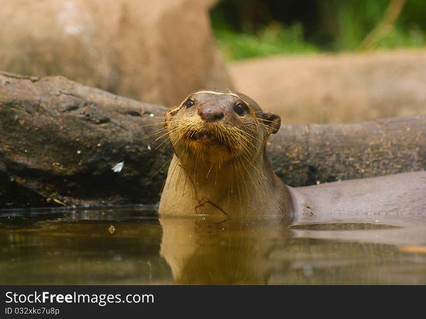 Otter