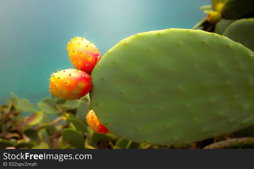 Prickly Pear