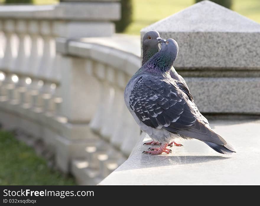 A pair of birds on a rock