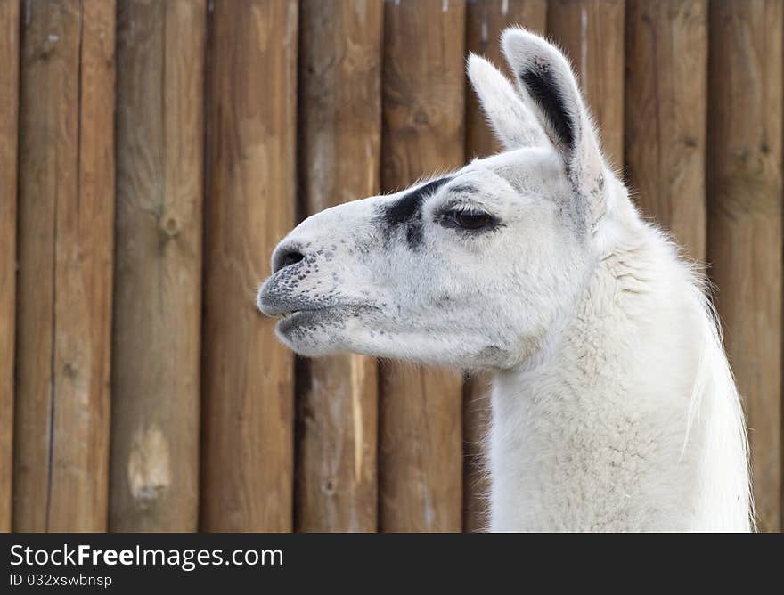 One llama at the zoo