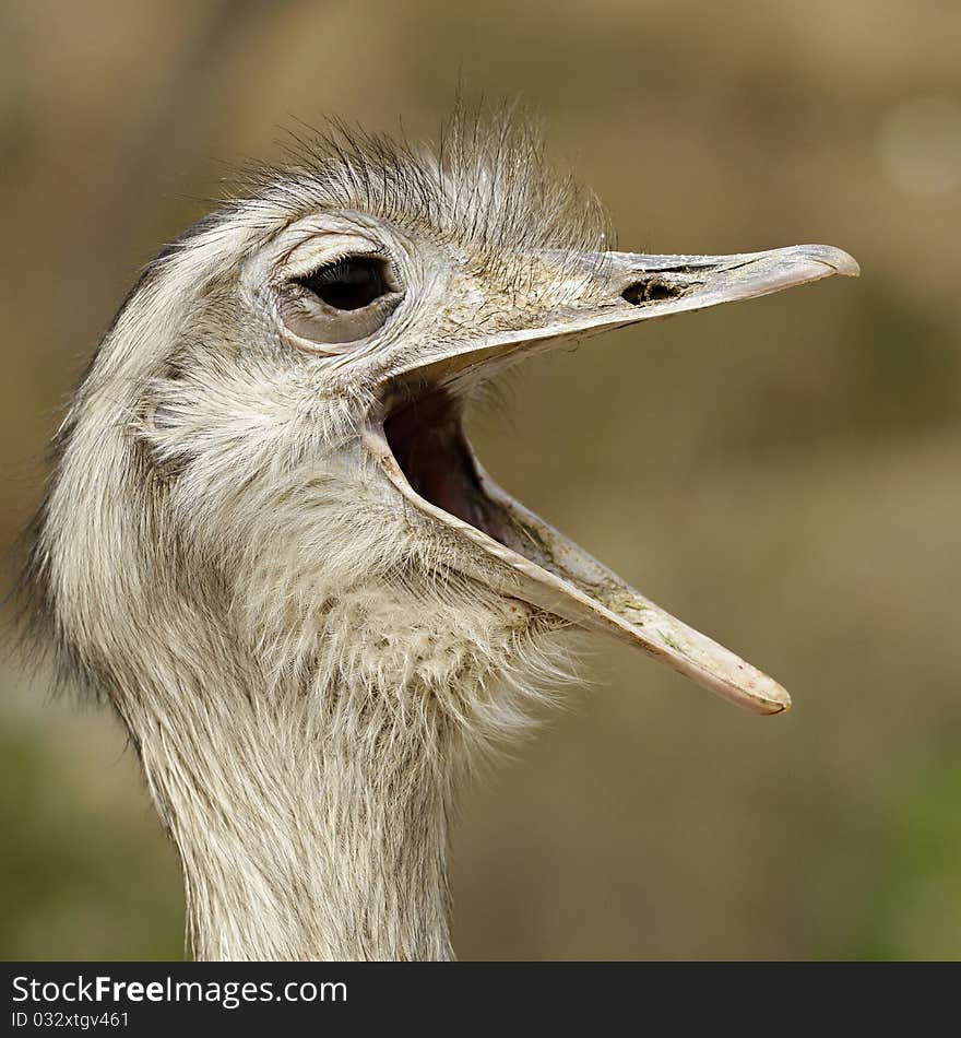 Close up of smiling ostrich