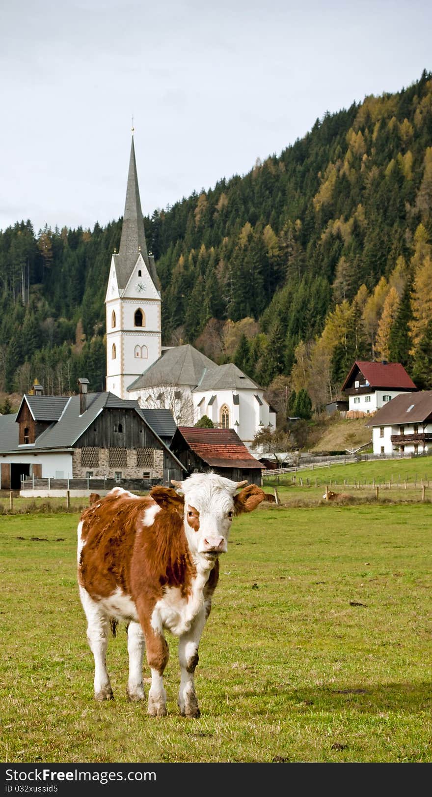 Moo-Cow in the Alps