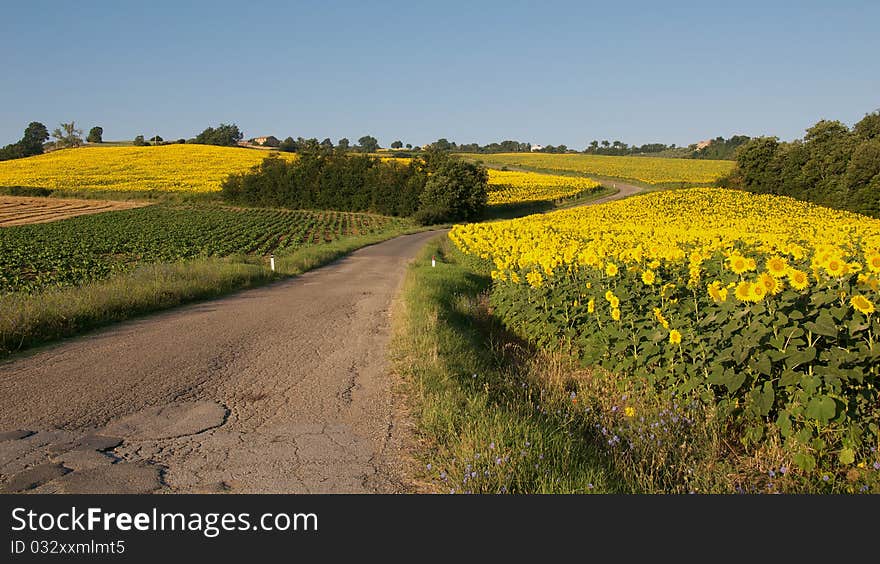 Country Road And Sunflowers