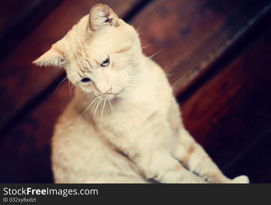 An orange tabby cat on wooden steps. An orange tabby cat on wooden steps.