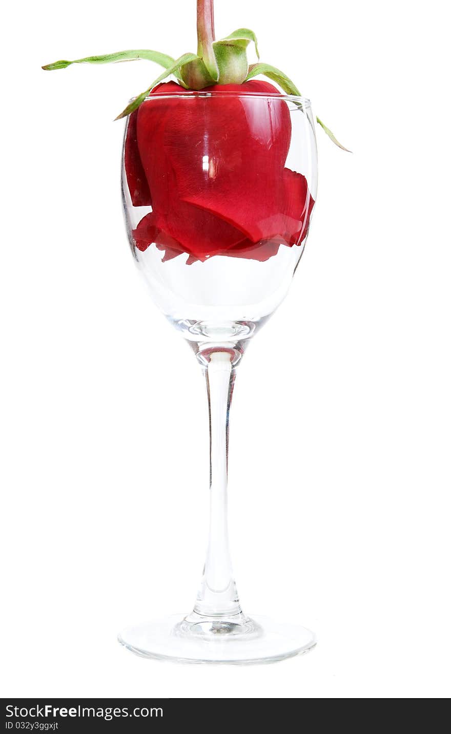 Red Rose in a glass goblet on a white background