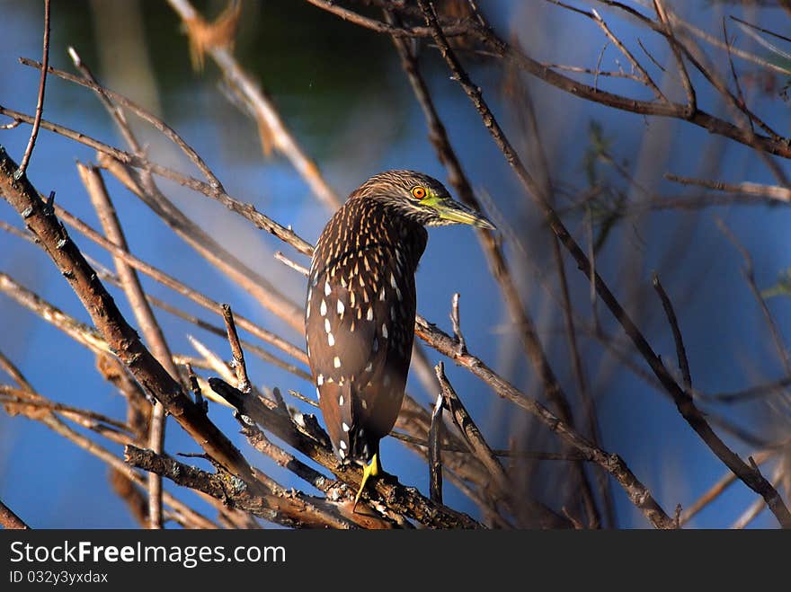 Black Crowned Night Heron