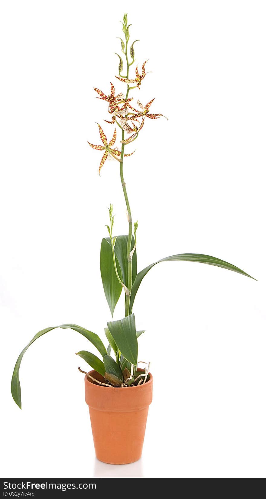 Orchid flower, isolated on white background