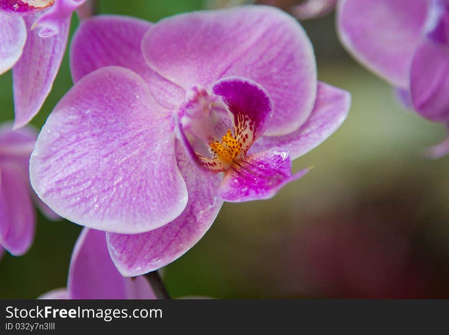 Orchid