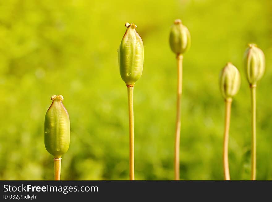 Five green unripe poppies