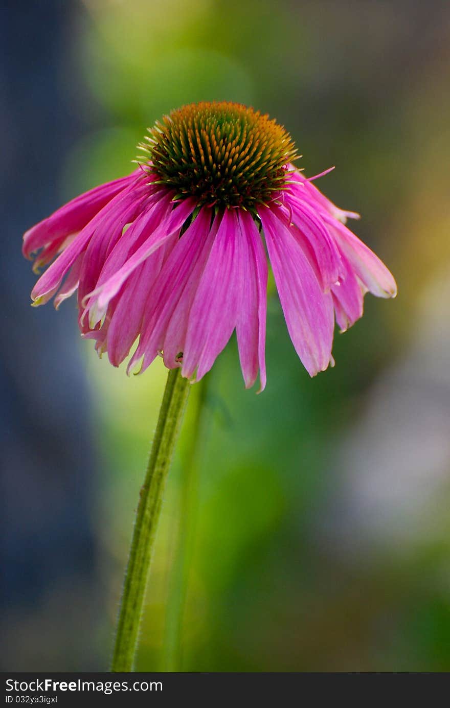 Echinacea Blossom