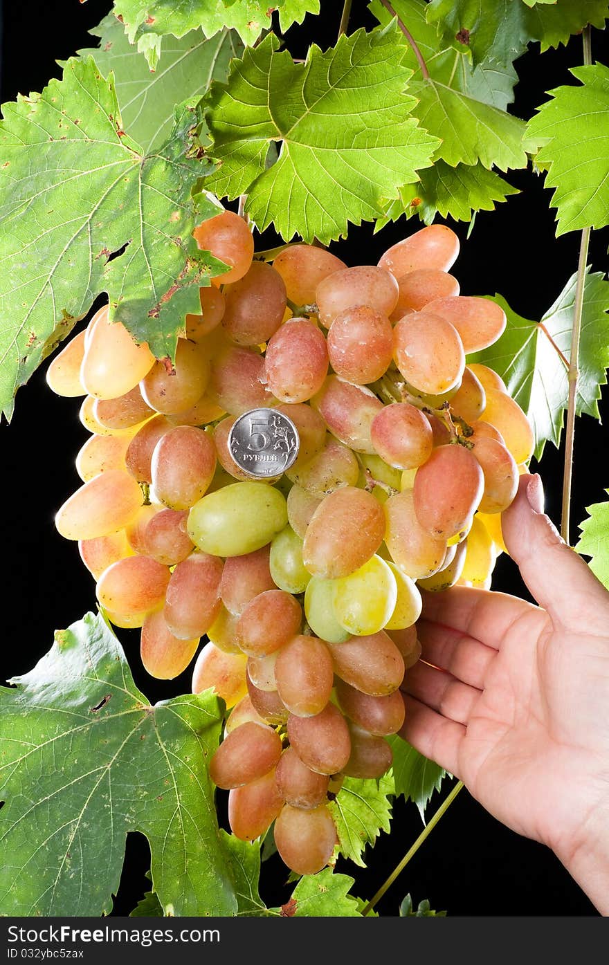 Grapes Cluster.