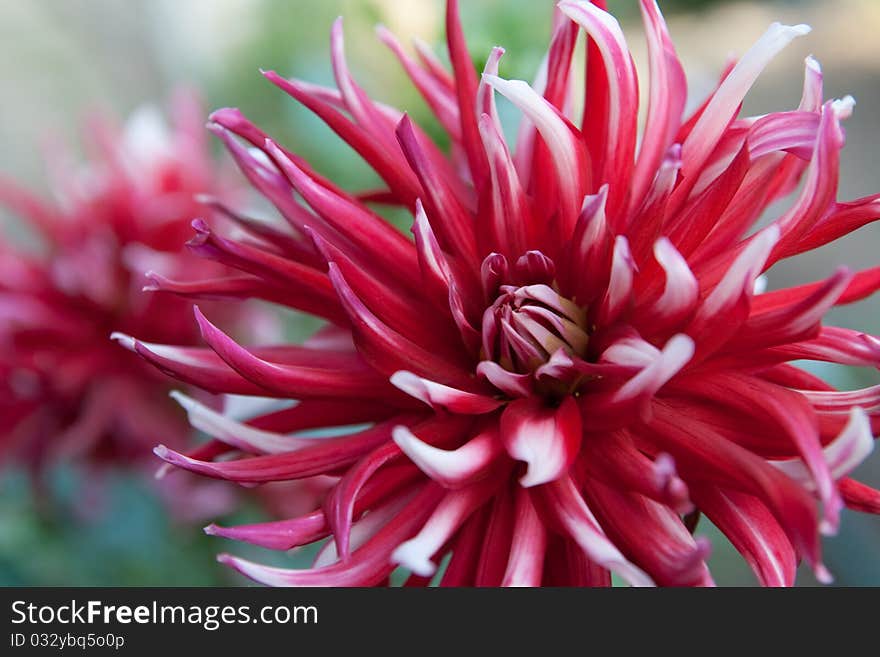 Beautiful flower garden with a blurred background