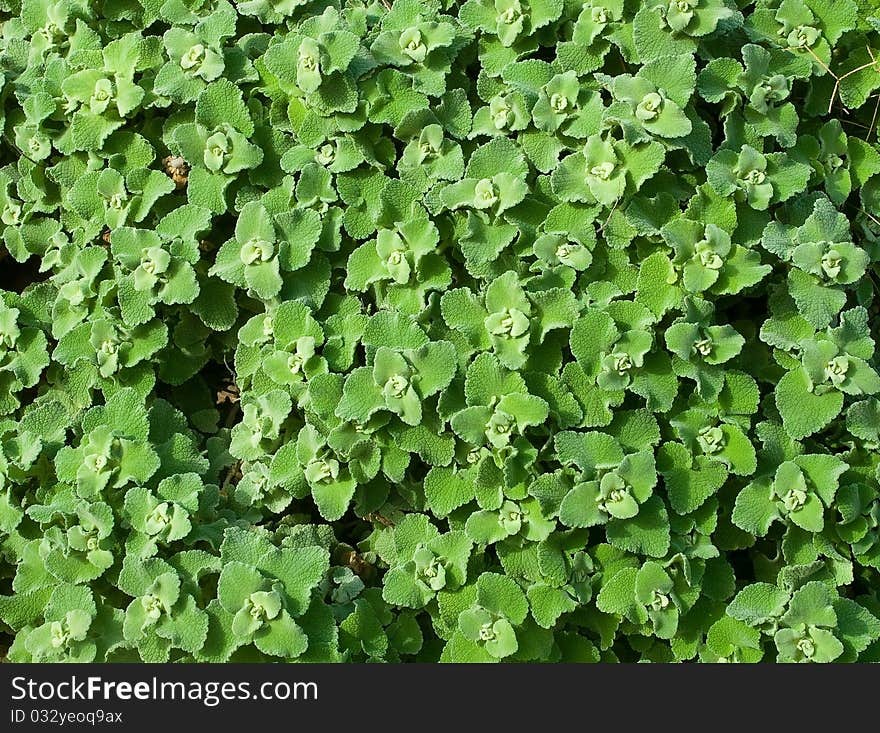 Young beauty green leaves - background. Young beauty green leaves - background