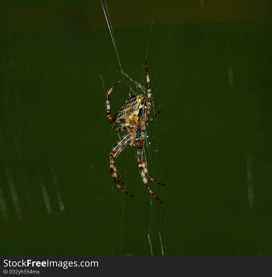 A garden outside spider spins a web in the dark of night, close-up