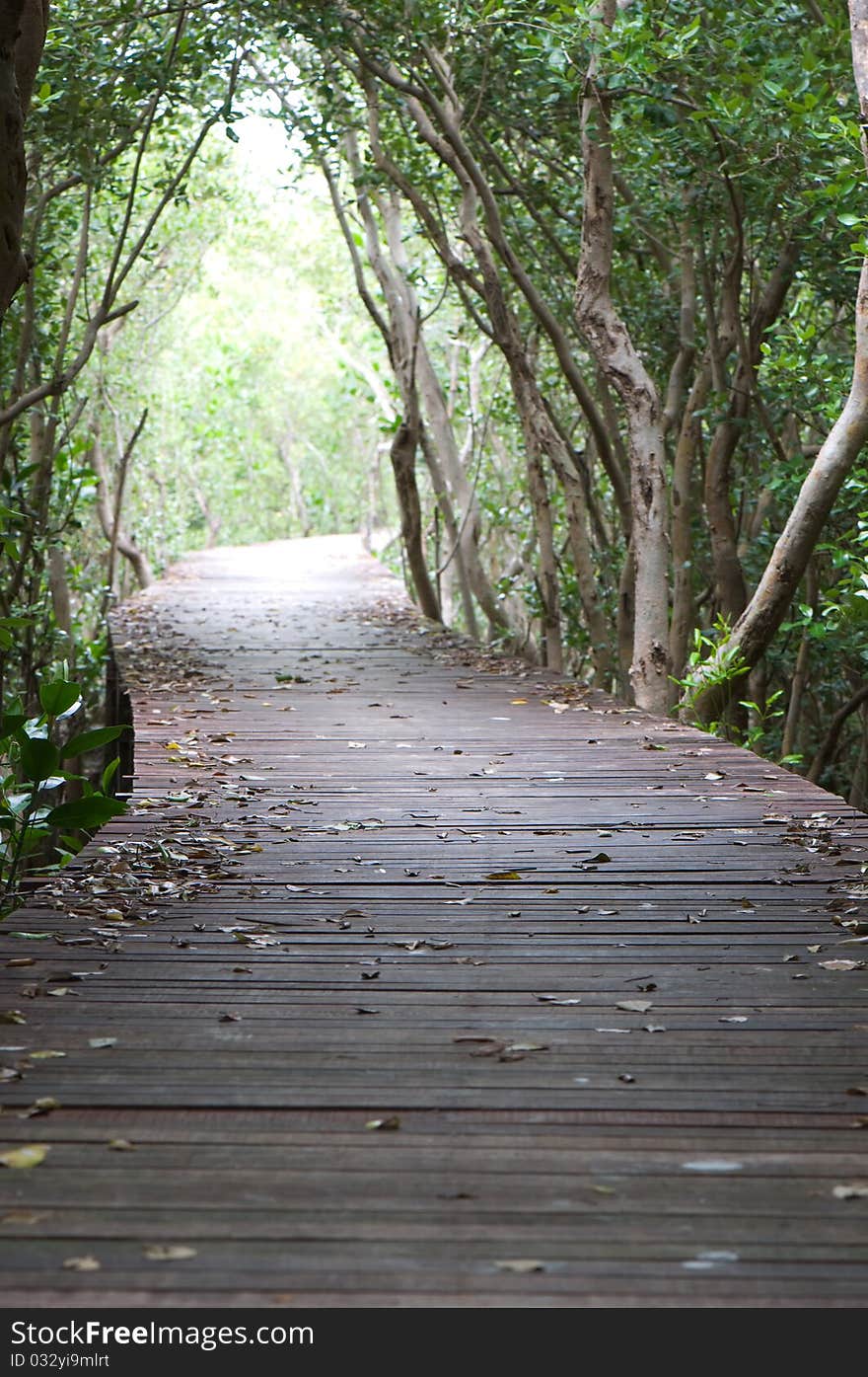 Footpath between mangrove forest at Petchaburi province Thailand