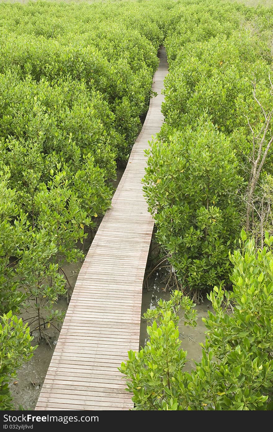 Footpath between mangrove forest at Petchaburi province Thailand