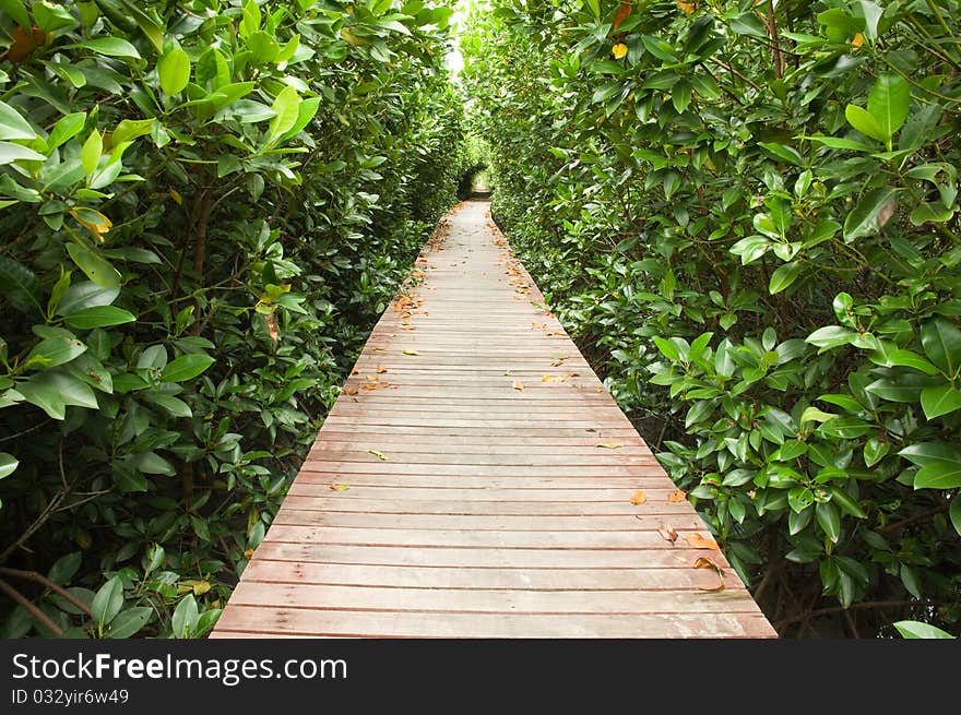 Footpath Between Mangrove Forest