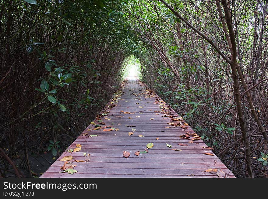 Footpath between mangrove forest