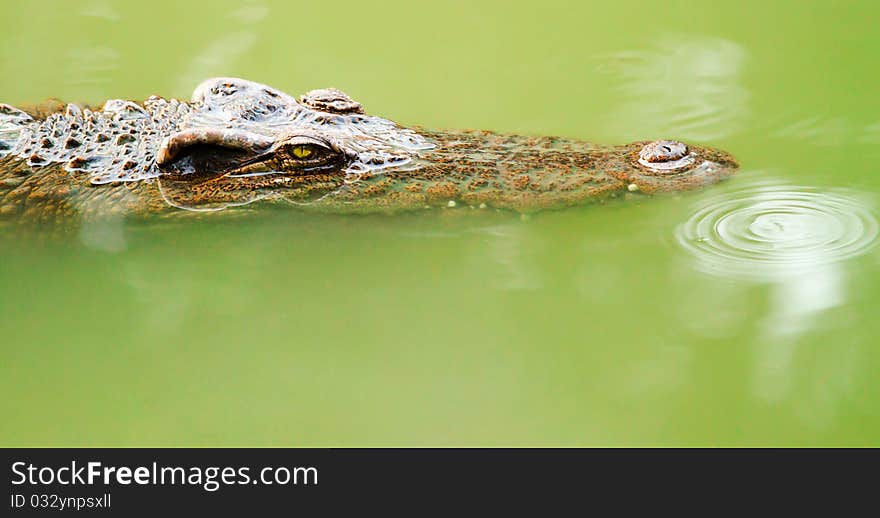 Crocodile is staring at you