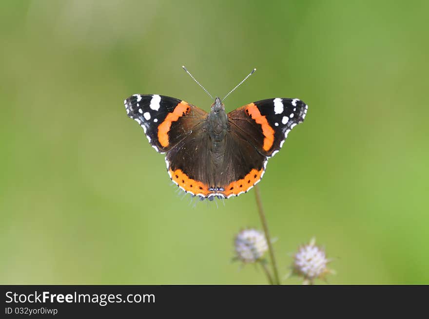 Butterfly Red Admiral