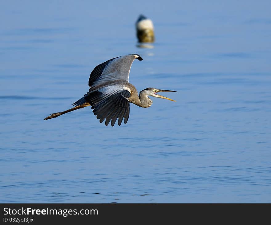 Flying Grey Heron And Buoy