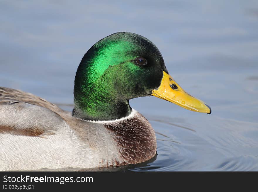 Usal duck on Moscow pond. Usal duck on Moscow pond