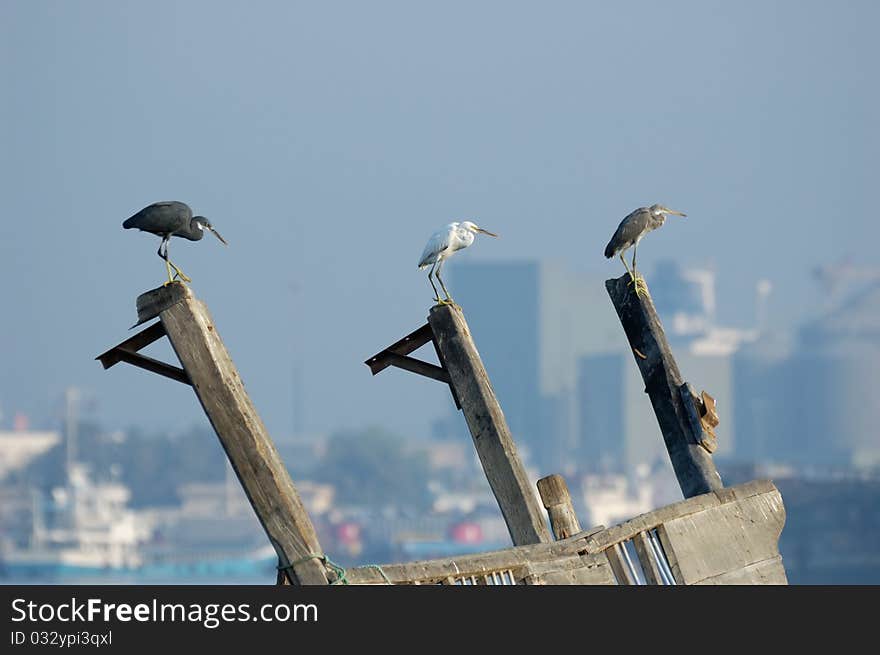 A lot of egrets and herons find their comfortable environment at the Gulf cities ports. A lot of egrets and herons find their comfortable environment at the Gulf cities ports.