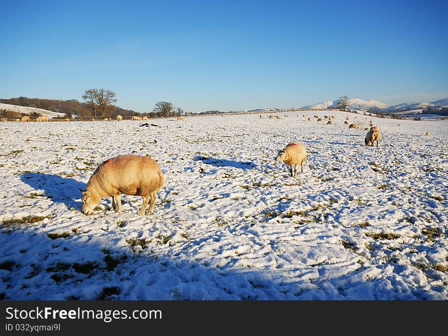 Texel Sheep Grazing in the Snow