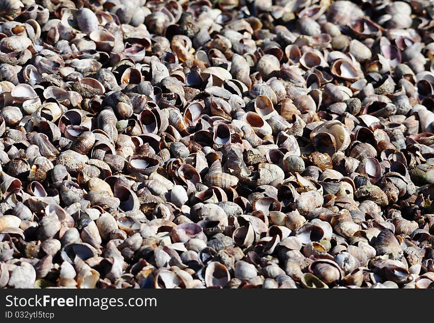 Huge amount of shells together