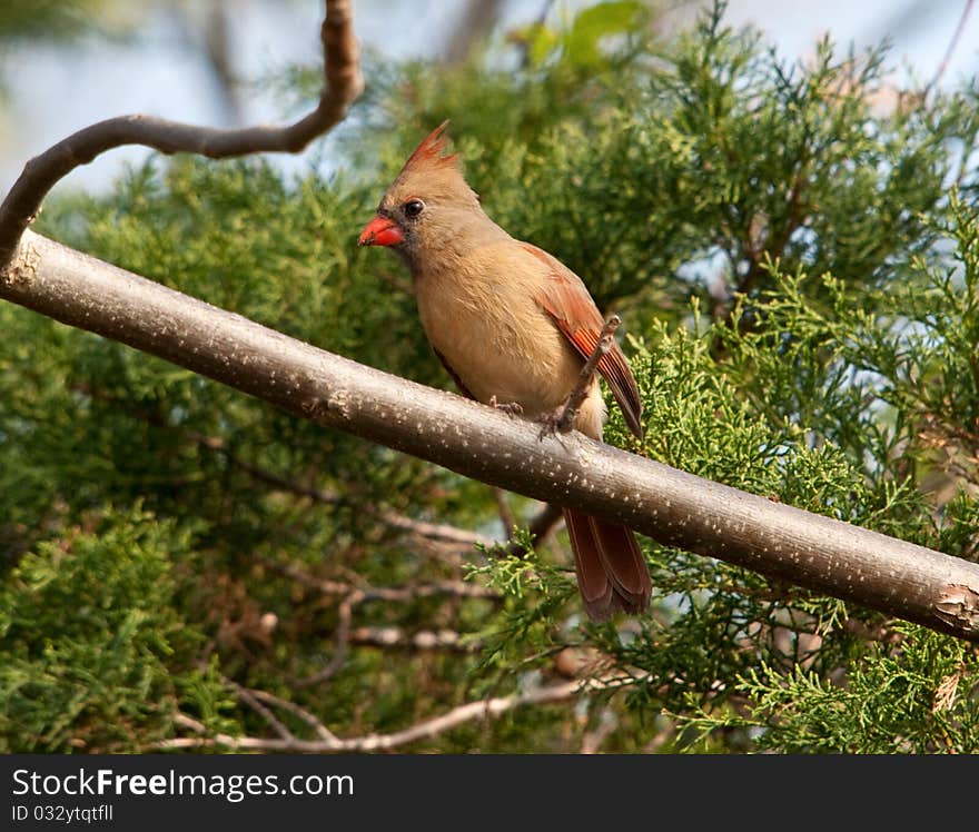 Cardinal