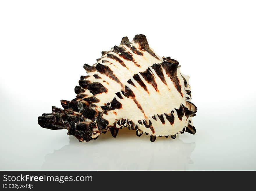 Black and white clam with clipping path