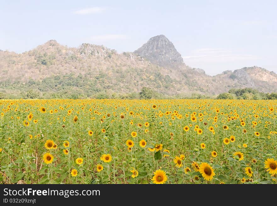 Field of sunflowers