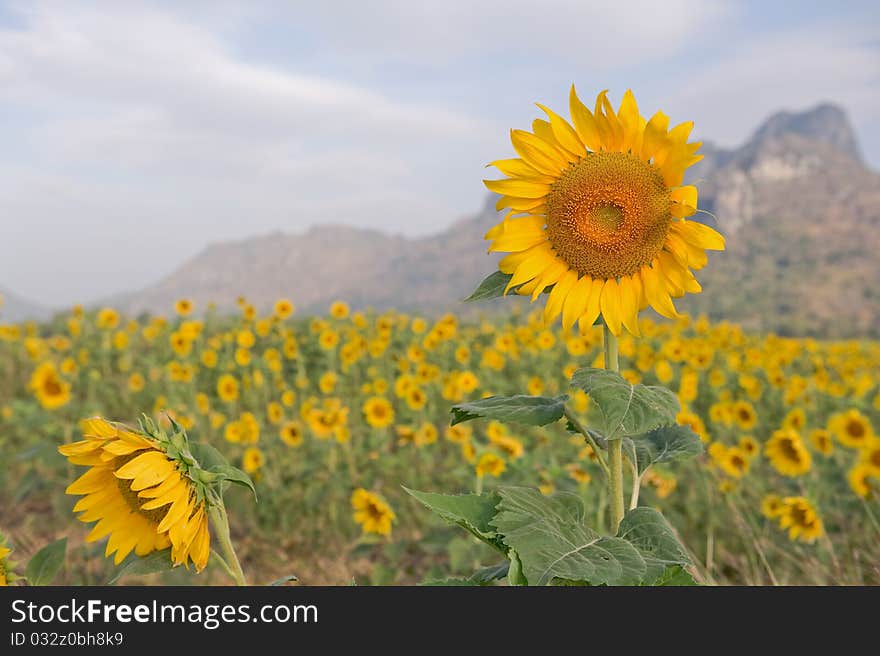 Field of sunflowers