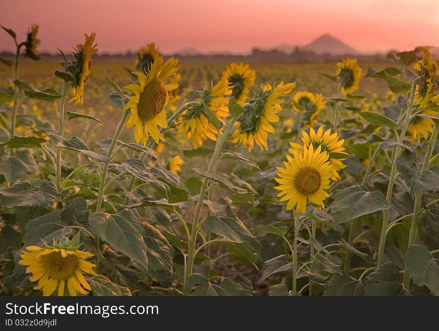 Sunflower field at dusk.